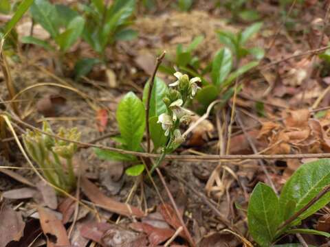 Image of Justicia bequaertii