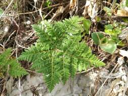 Imagem de Cheilanthes leucopoda Link