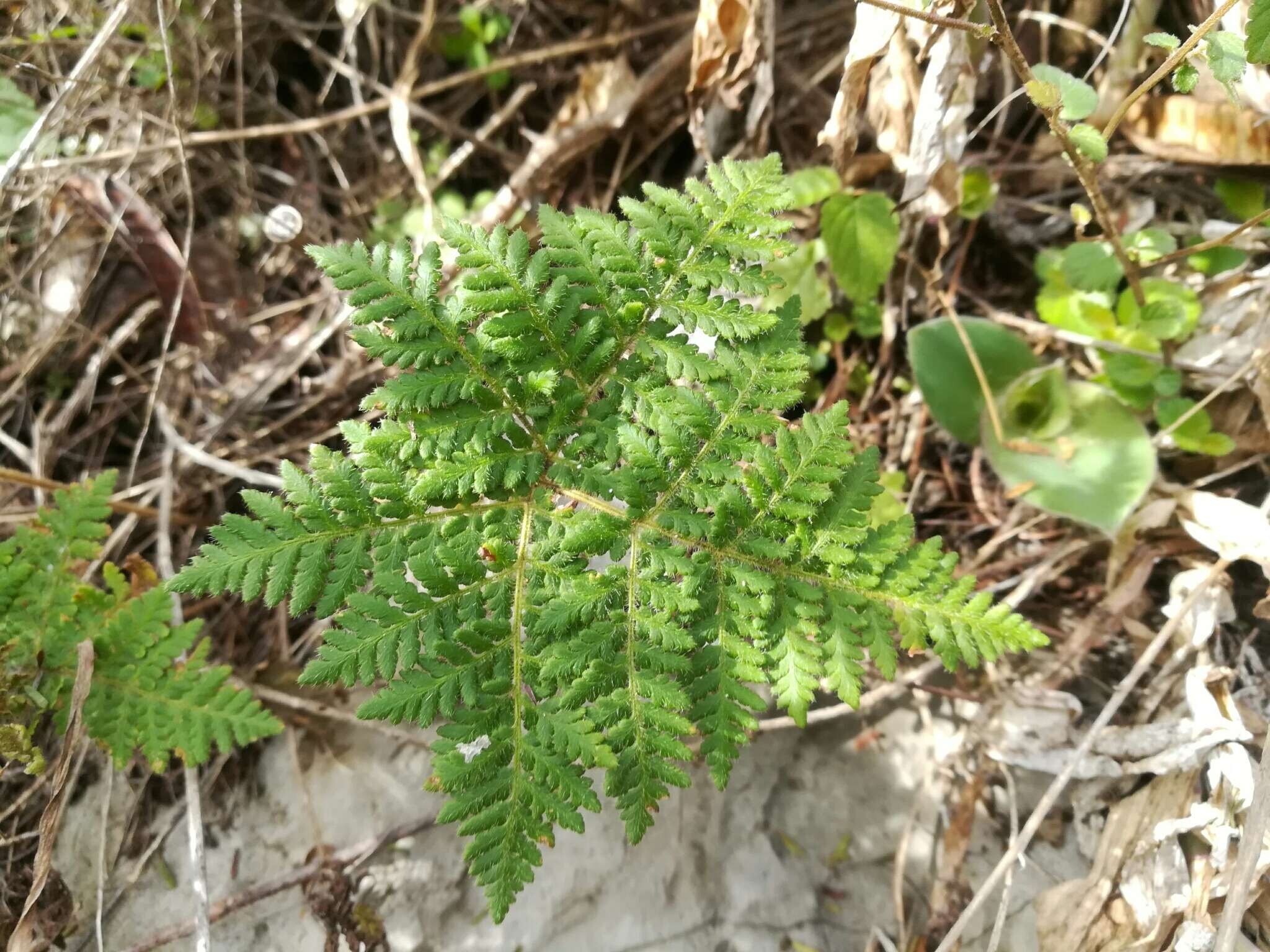 Imagem de Cheilanthes leucopoda Link