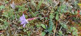 Слика од Dianthus gallicus Pers.