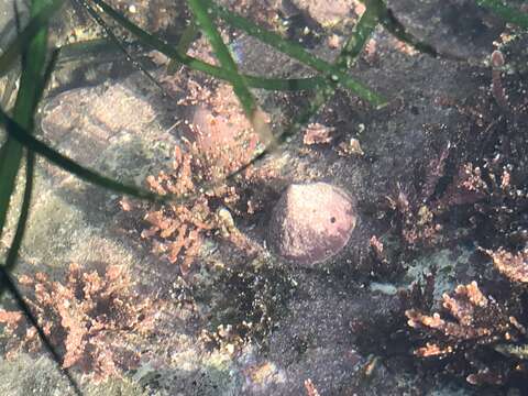 Image of Pacific white cap limpet