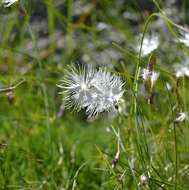 Sivun Dianthus spiculifolius Schur kuva