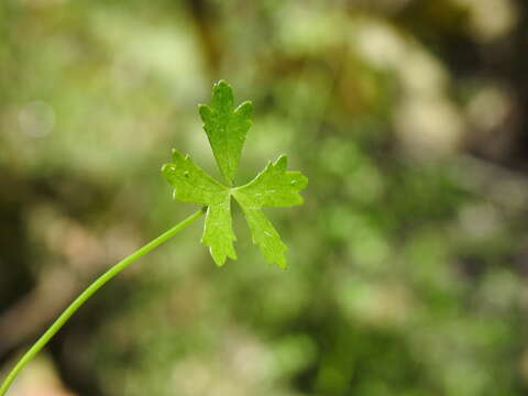 Image of Hydrocotyle paludosa A. R. Bean