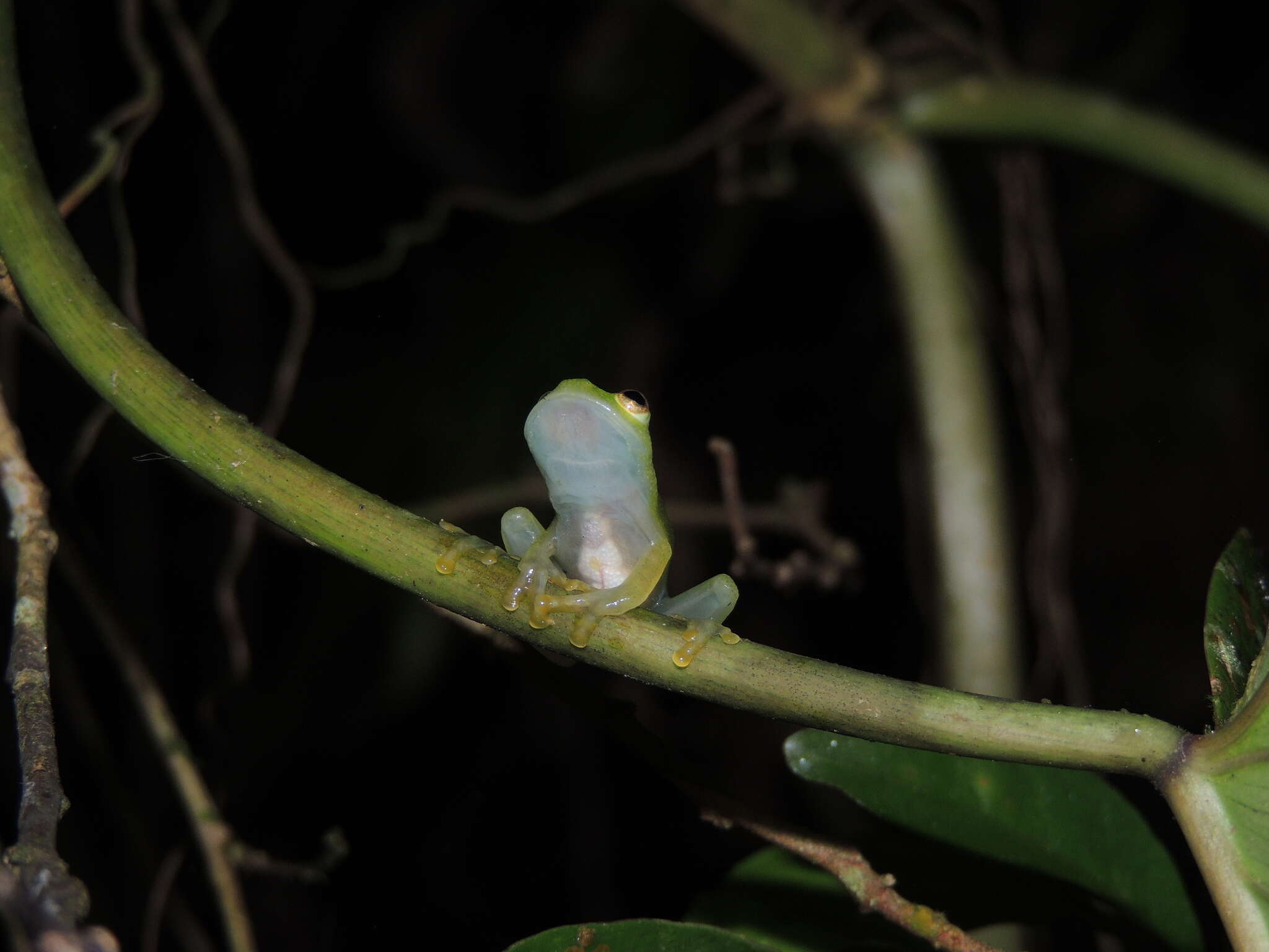 Image of Hyalinobatrachium tatayoi Castroviejo-Fisher, Ayarzagüena & Vilà 2007