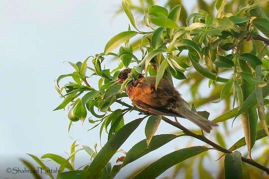 Image of Black-headed Penduline Tit