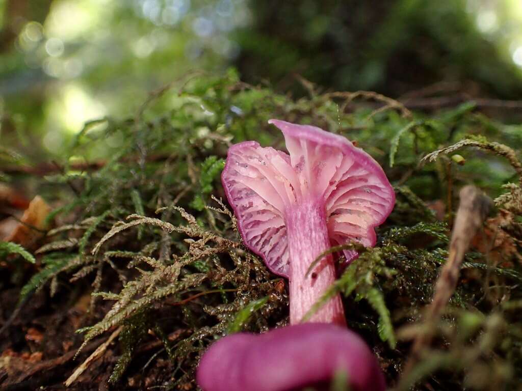 Image of Cantharellus lilacinus Cleland & Cheel 1919