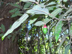 Слика од Endlicheria paniculata (Spreng.) Macbride
