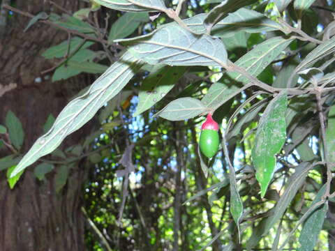 Image of Endlicheria paniculata (Spreng.) Macbride