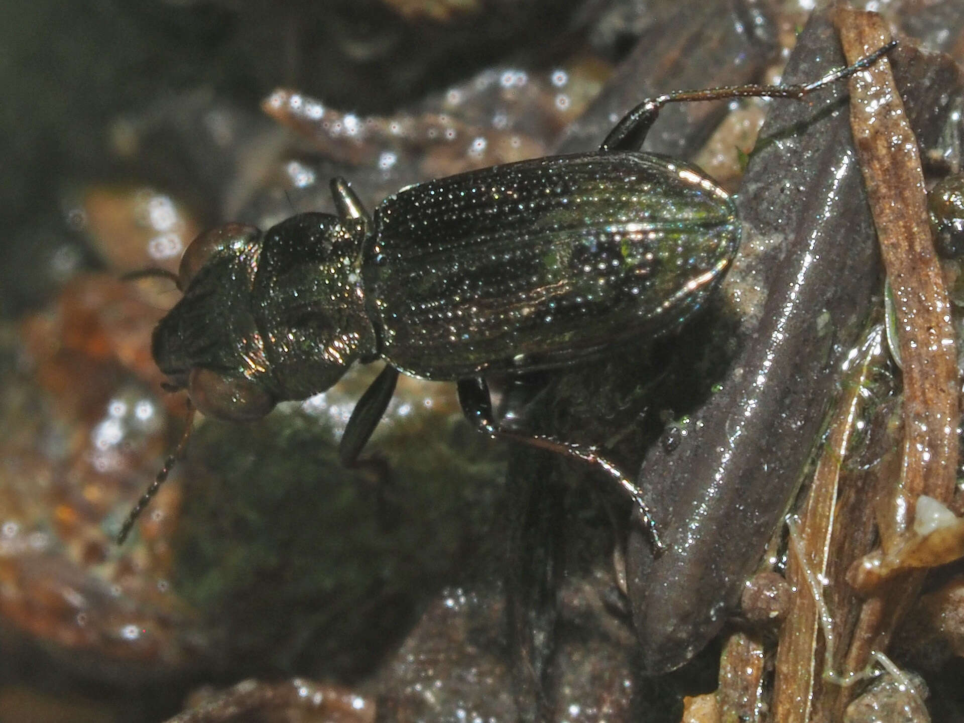 Image of Rough-necked Springtail-stalker