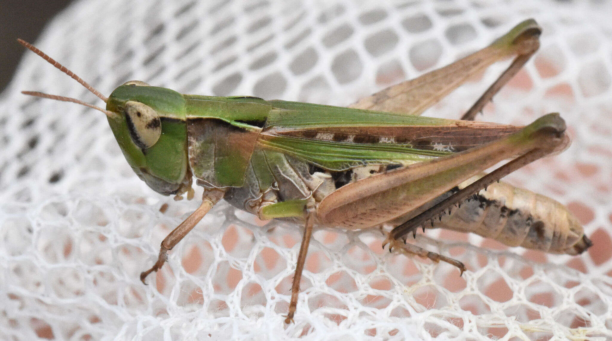 Image of Orphulella speciosa (Scudder & S. H. 1862)