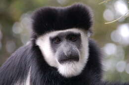 Image of Colobus guereza kikuyuensis Lönnberg 1912