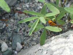 صورة Coccinella transversoguttata Faldermann 1835