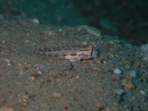 Image of Eyebar goby