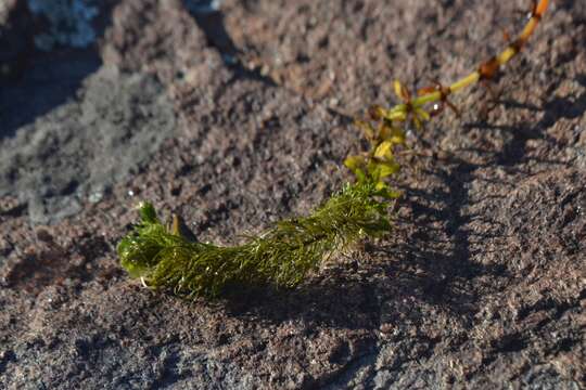 Imagem de Myriophyllum heterophyllum Michx.