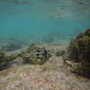 Image of Rapanui filefish