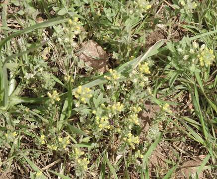 Image de Alyssum simplex Rudolphi