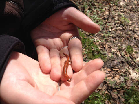 صورة Plethodon cinereus (Green 1818)