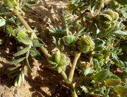 Слика од Tribulus macropterus Boiss.