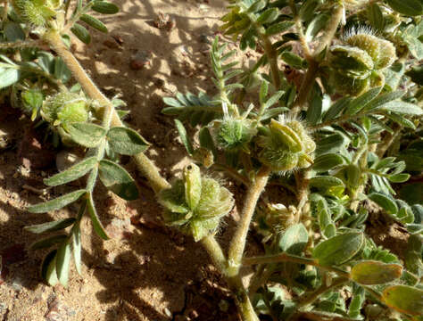 Plancia ëd Tribulus macropterus Boiss.