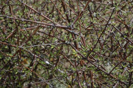 Imagem de Olearia bullata H. D. Wilson & P. J. Garnock-Jones