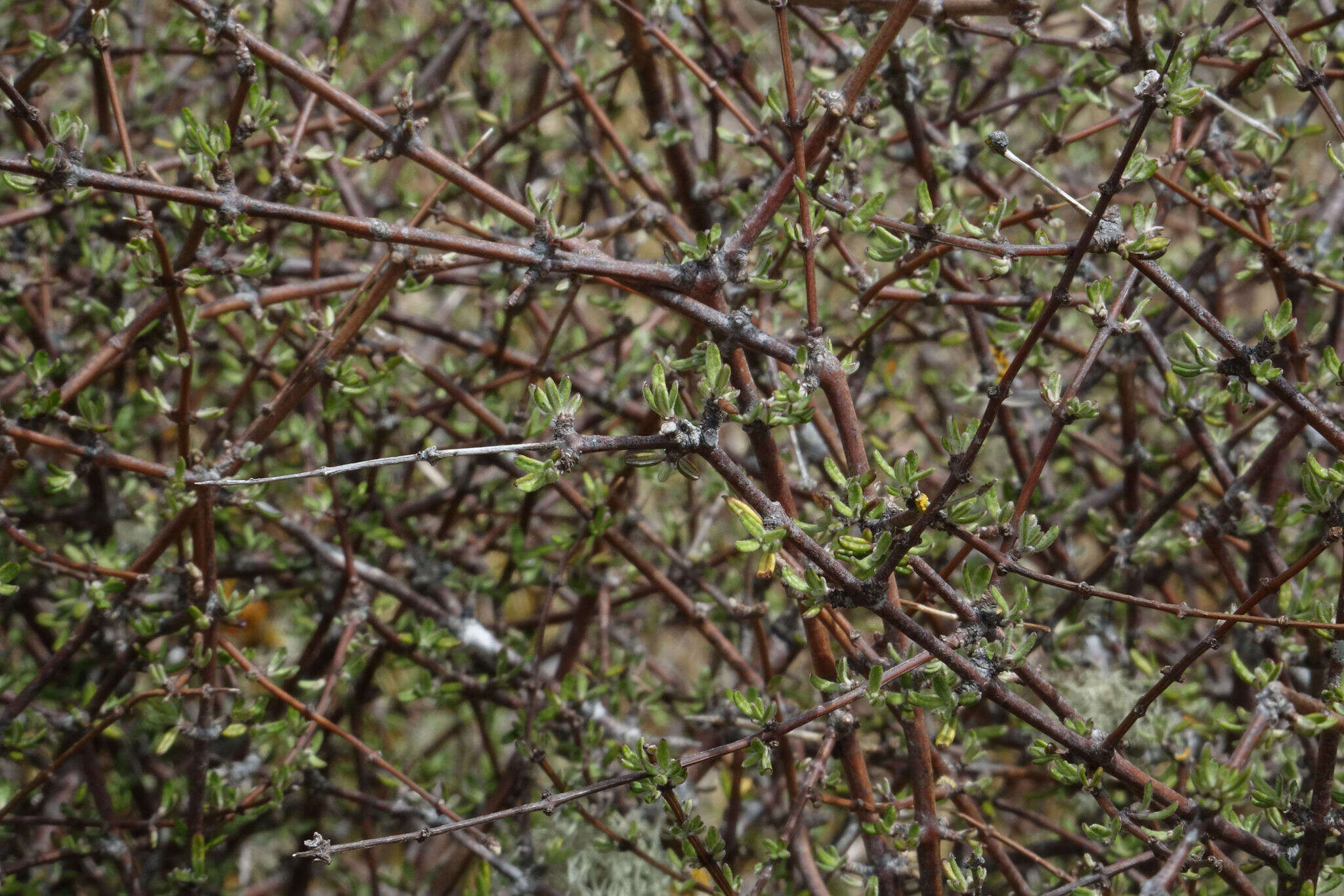 Image of Olearia bullata H. D. Wilson & P. J. Garnock-Jones