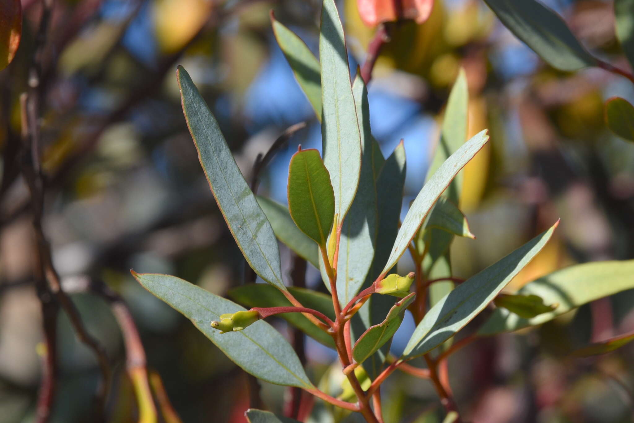 Imagem de Eucalyptus forrestiana Diels