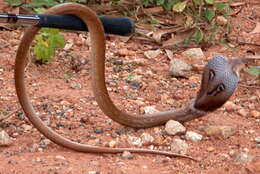 Image of Indian cobra