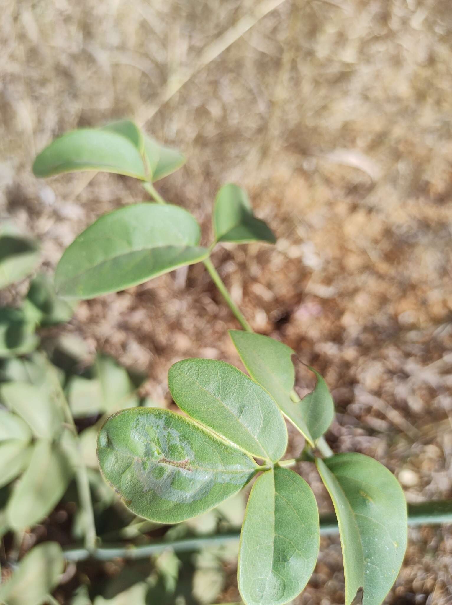 Image de Adenocalymma pedunculatum (Vell.) L. G. Lohmann