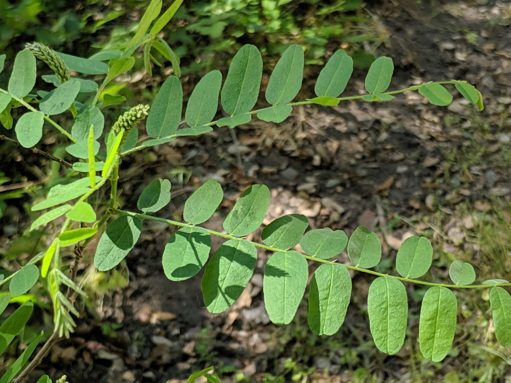 Image of California Indigobush