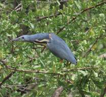 Image of Dwarf Bittern