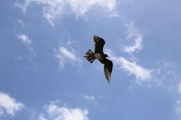 Image of Arctic Skua