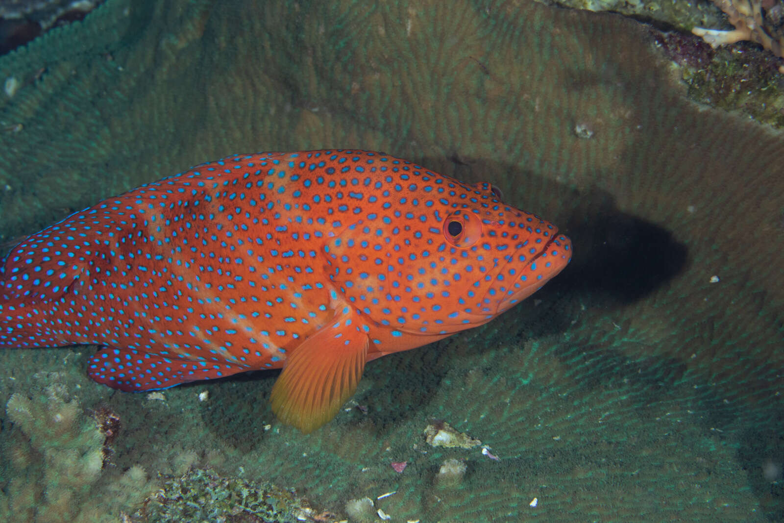 Image of Coral Hind