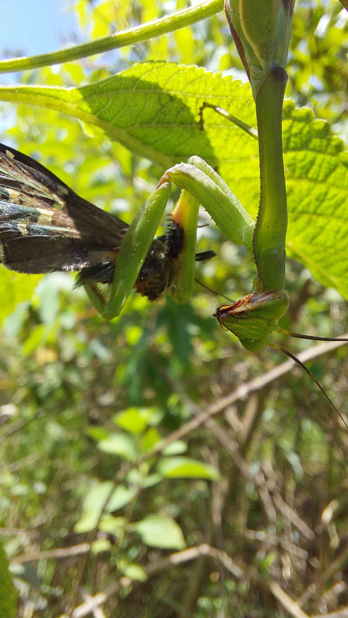 Image of Stagmatoptera diana Rodrigues & M 2016