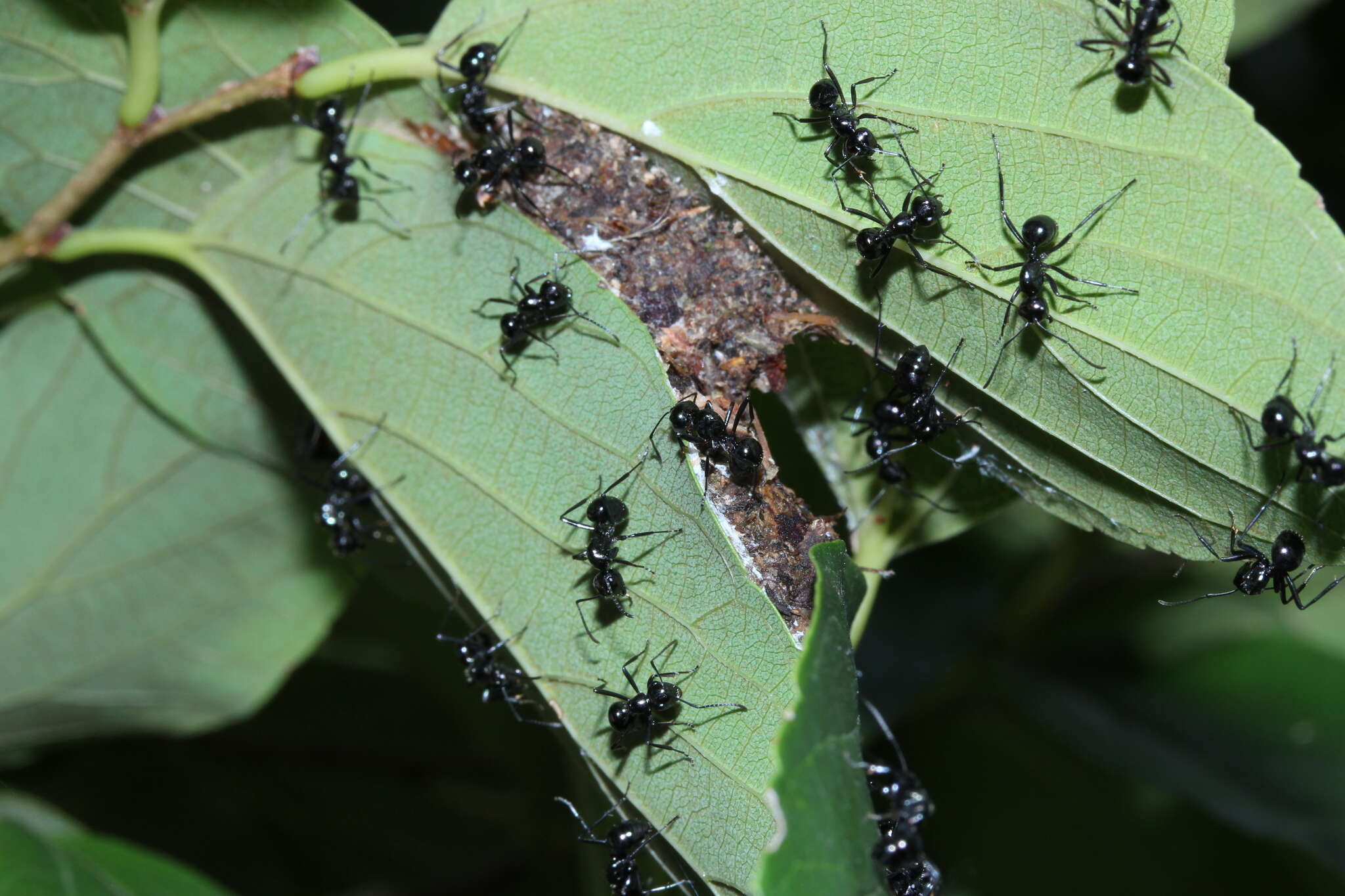 Image of Polyrhachis pilosa Donisthorpe 1938