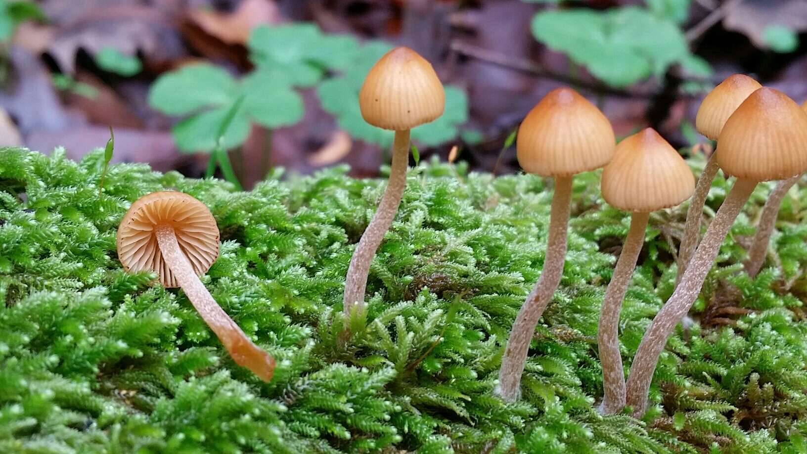 Image of Galerina semilanceata (Peck) A. H. Sm. & Singer 1964