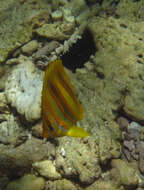 Image of Rainford's Butterflyfish