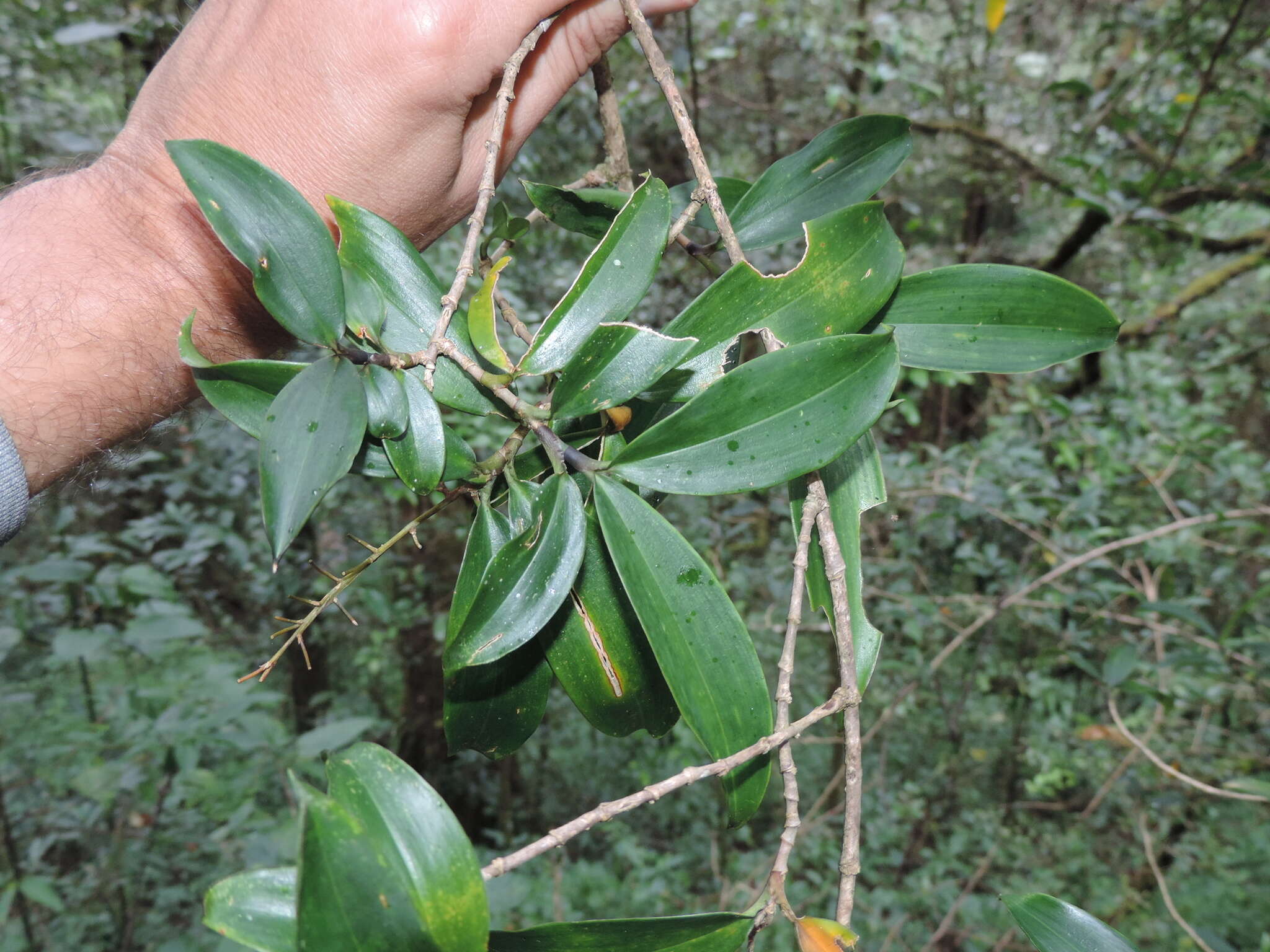 Image of Dracaena laxissima Engl.