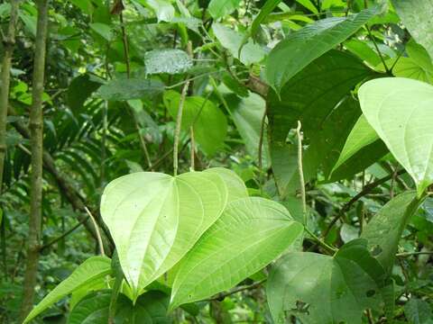 Plancia ëd Piper reticulatum L.