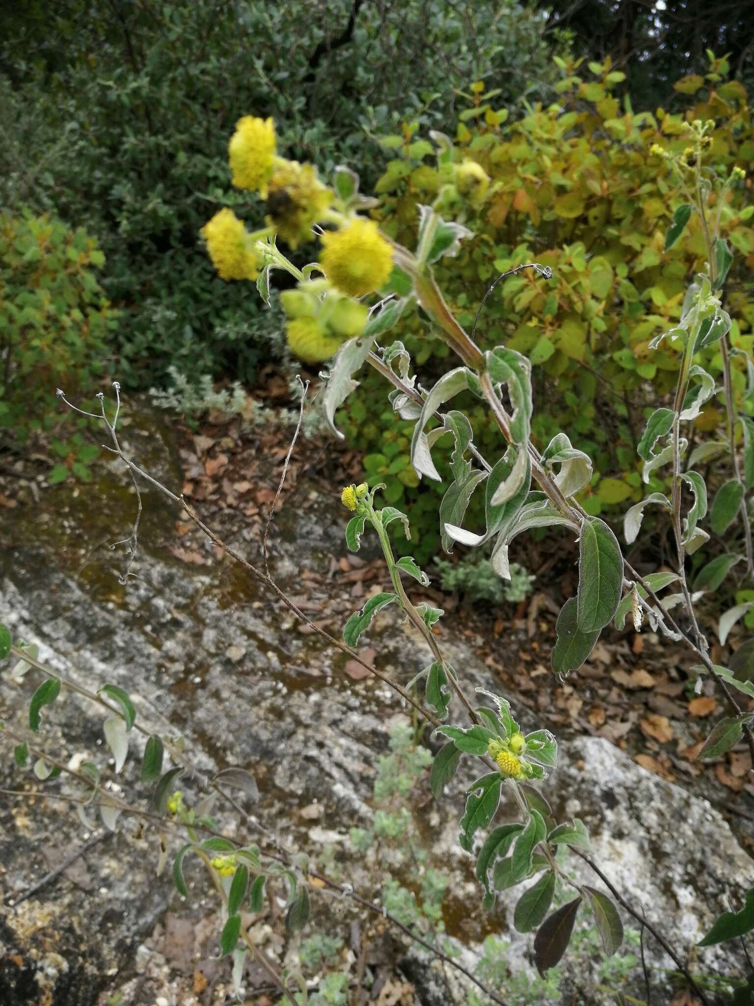 Image of Verbesina sericea Kunth & Bouche