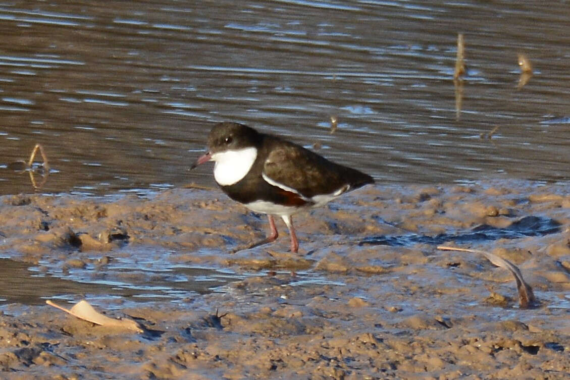 Erythrogonys Gould 1838 resmi