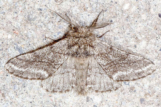 Image of Stout Spanworm Moth