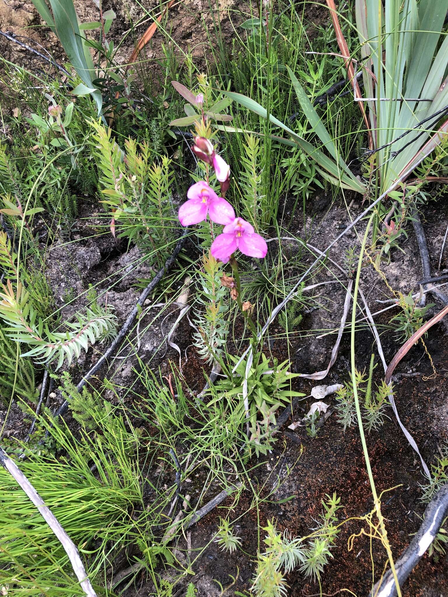 Image of Disa racemosa L. fil.