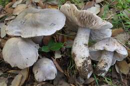 Image of Tricholoma bresadolanum Clémençon 1977