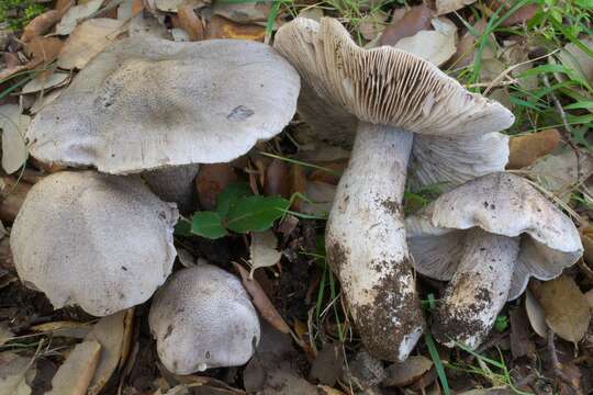 Sivun Tricholoma bresadolanum Clémençon 1977 kuva