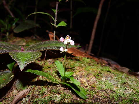 Imagem de Cheiradenia cuspidata Lindl.