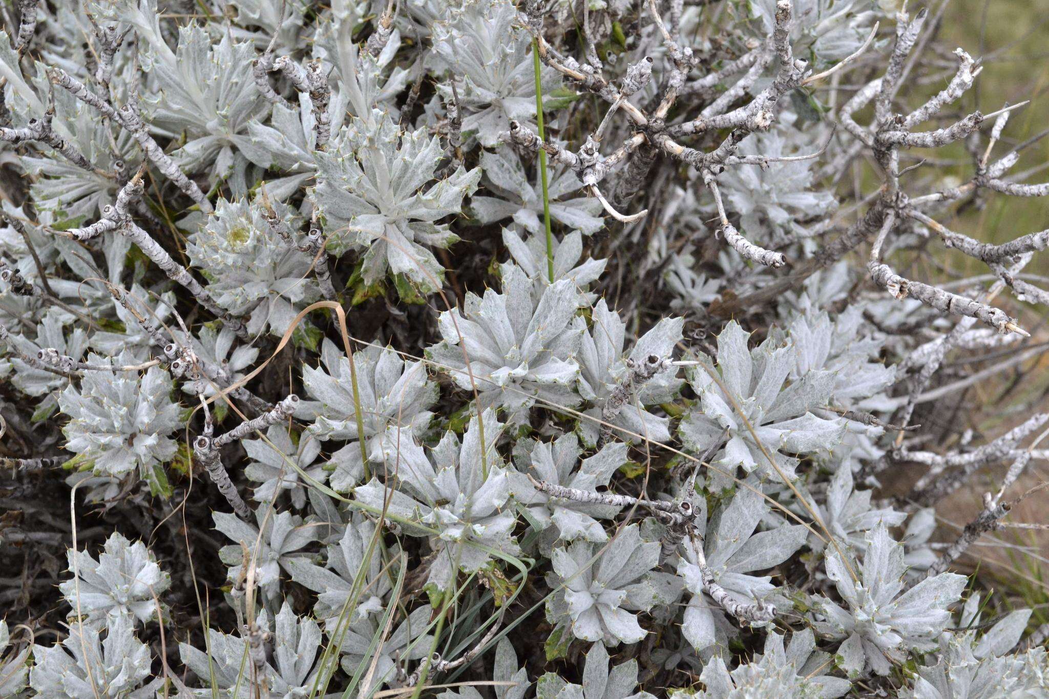 Image of Berkheya rosulata Roessler