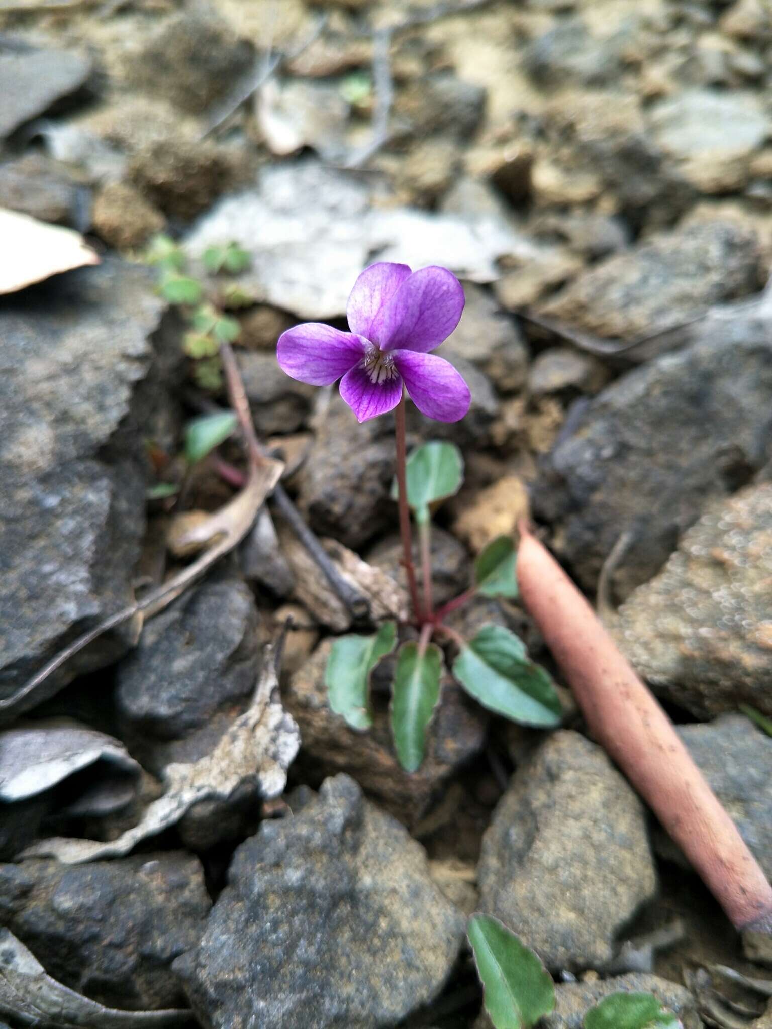 Image of Viola betonicifolia subsp. betonicifolia