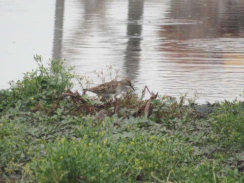 Image of Pectoral Sandpiper