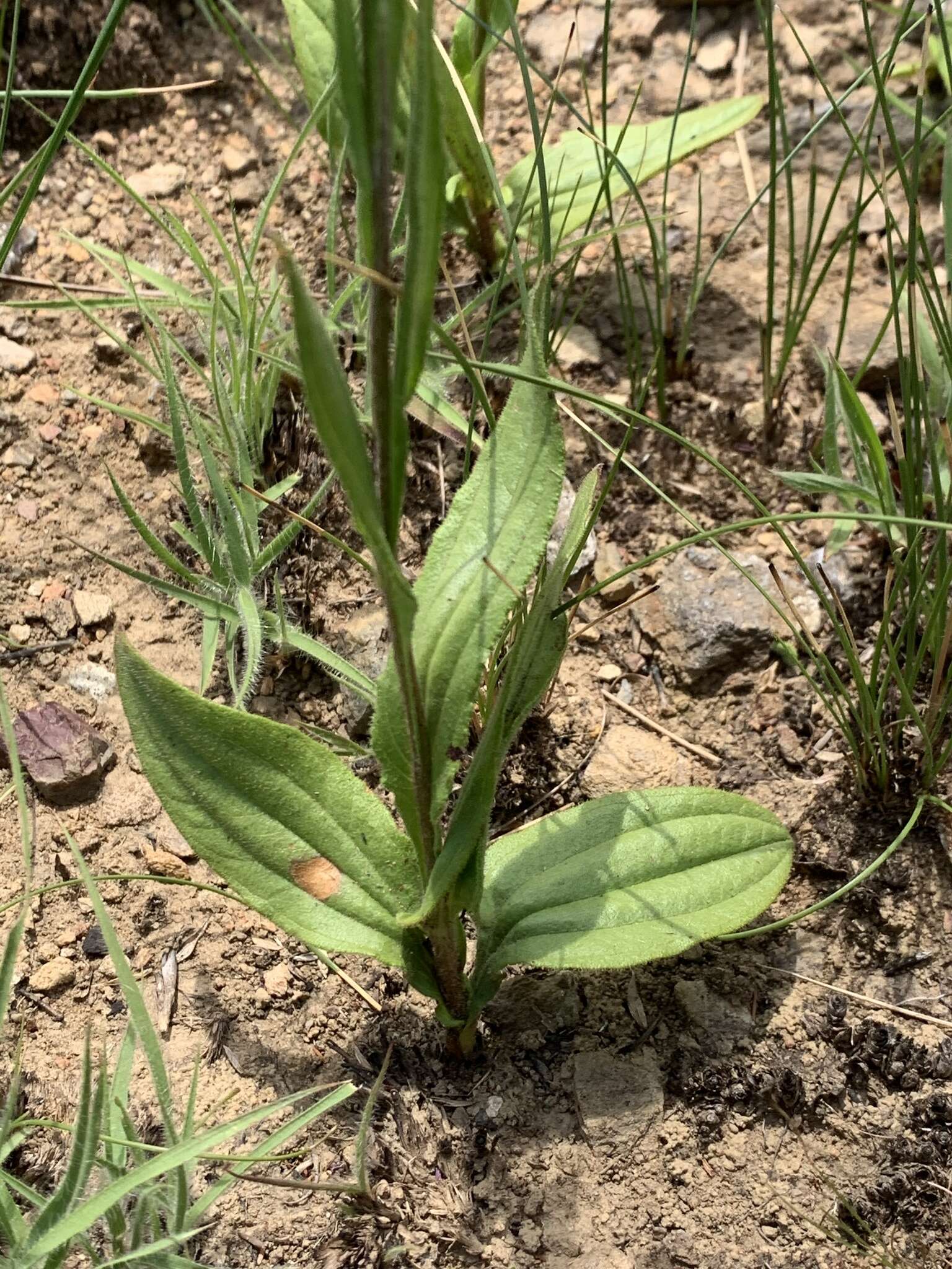 Слика од Helichrysum calocephalum Klatt