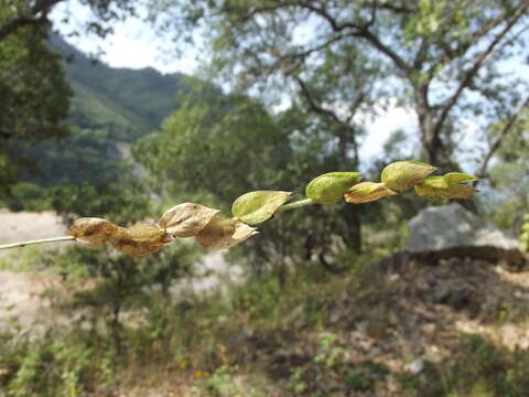 Image of zarzabacoa de dos hojas